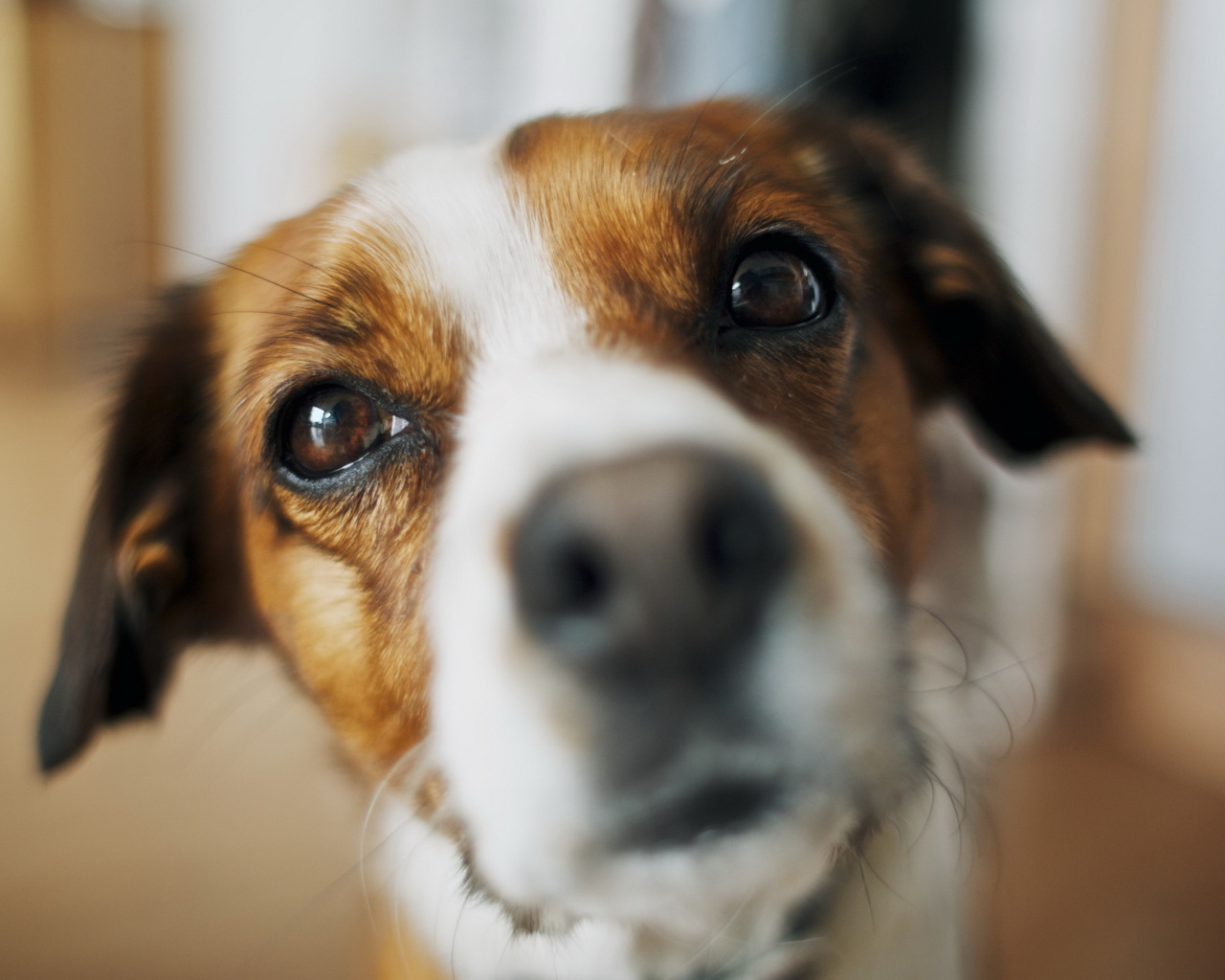 Das Dog's Nose Close Up Wallpaper 1280x1024