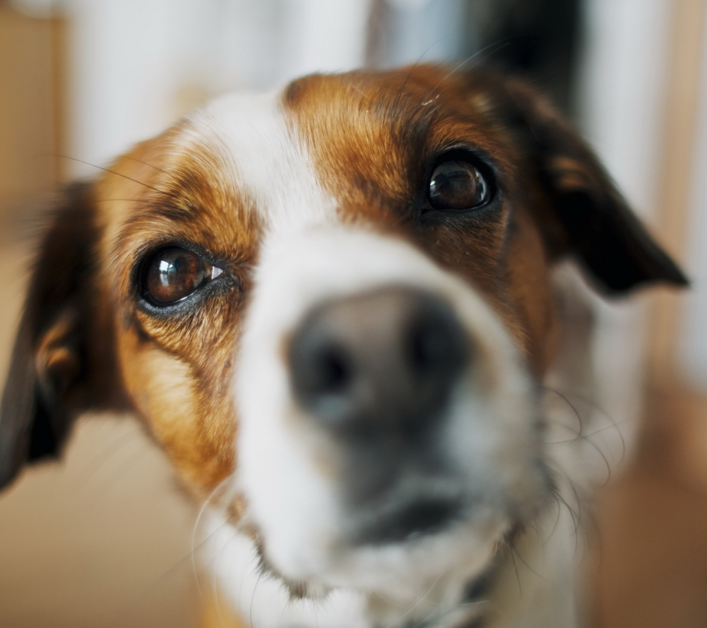 Das Dog's Nose Close Up Wallpaper 1440x1280