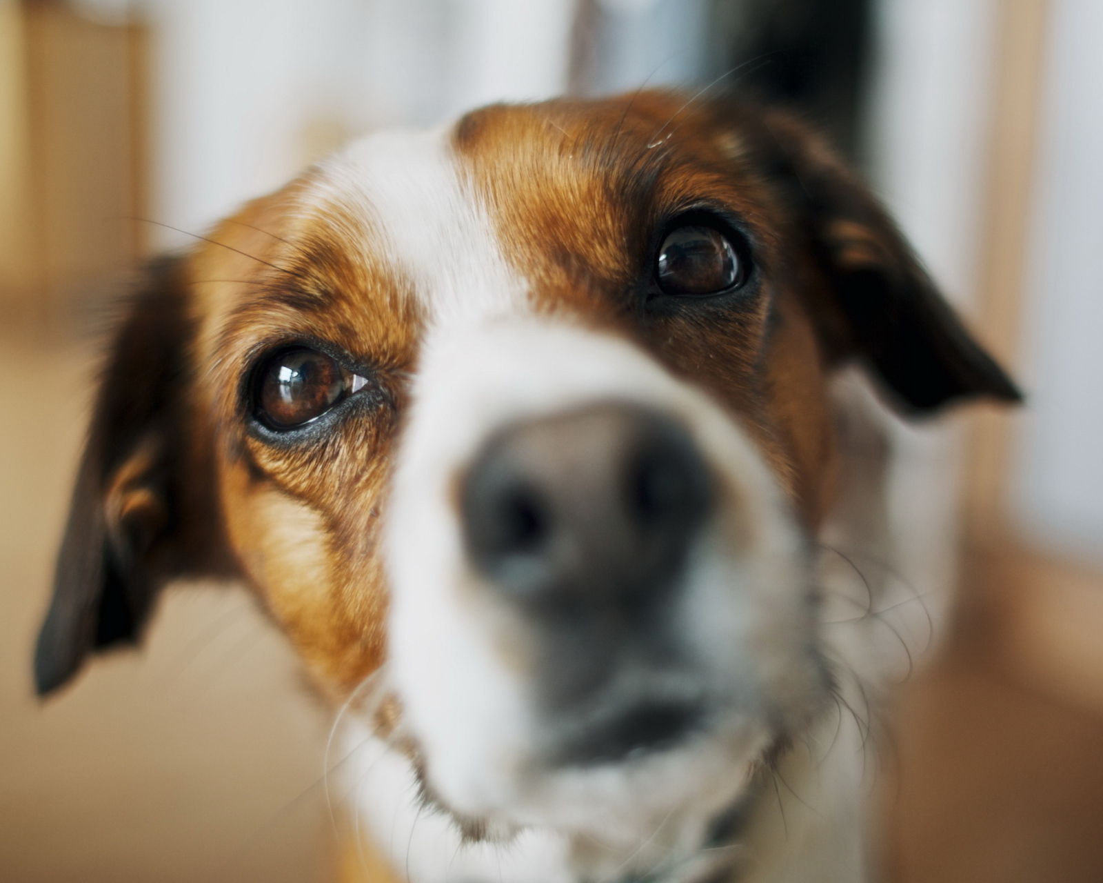 Das Dog's Nose Close Up Wallpaper 1600x1280
