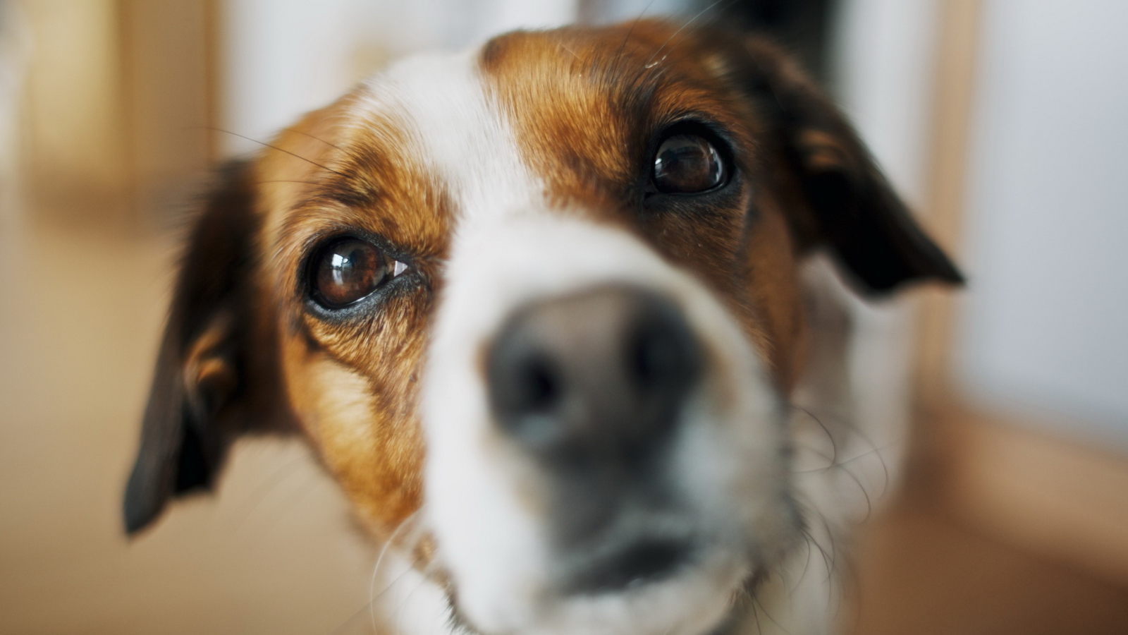 Screenshot №1 pro téma Dog's Nose Close Up 1600x900
