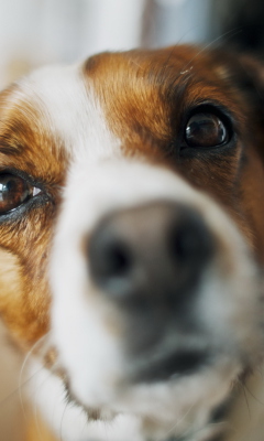 Screenshot №1 pro téma Dog's Nose Close Up 240x400