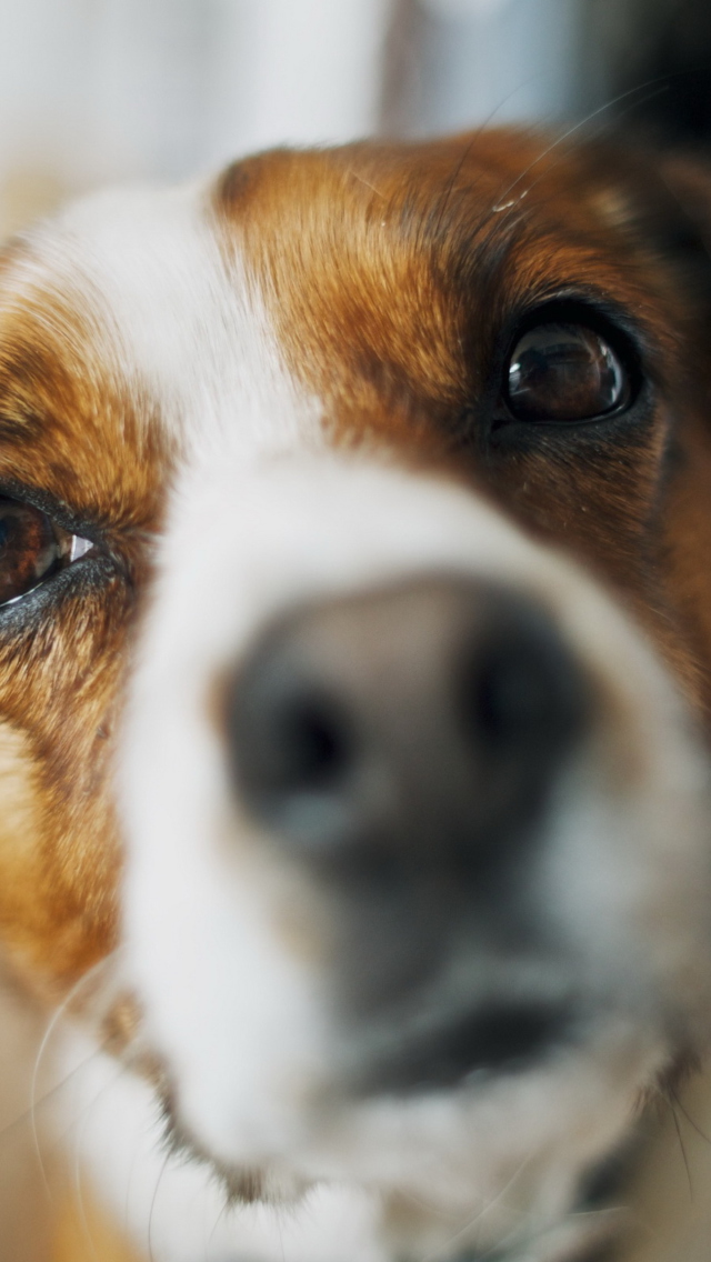 Dog's Nose Close Up wallpaper 640x1136