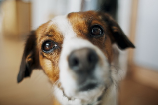 Kostenloses Dog's Nose Close Up Wallpaper für Android, iPhone und iPad