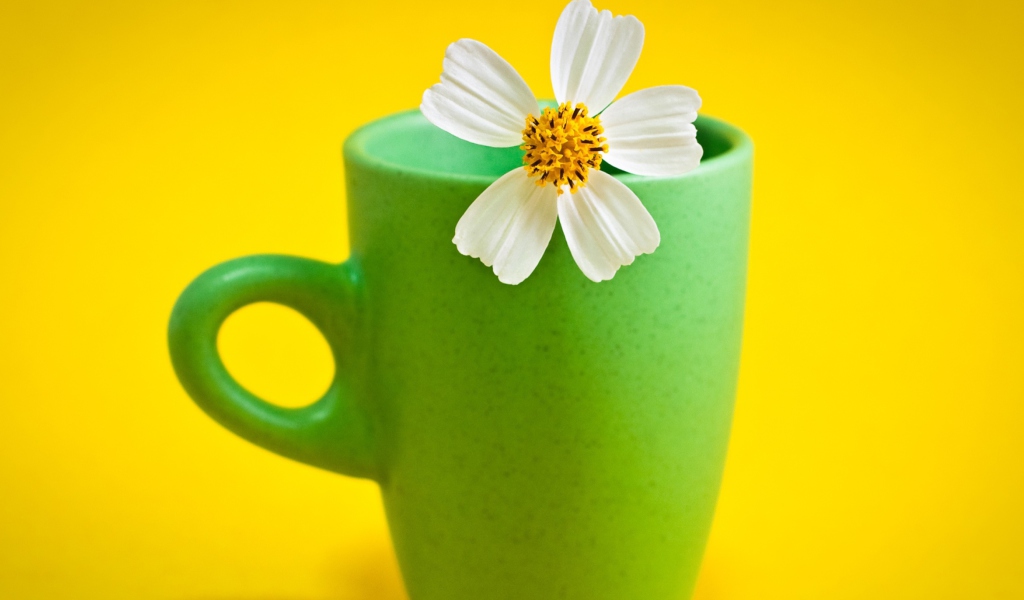 Flower Cup wallpaper 1024x600