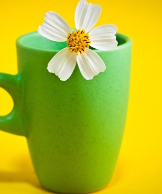 Flower Cup Wallpaper for Nokia Asha 306