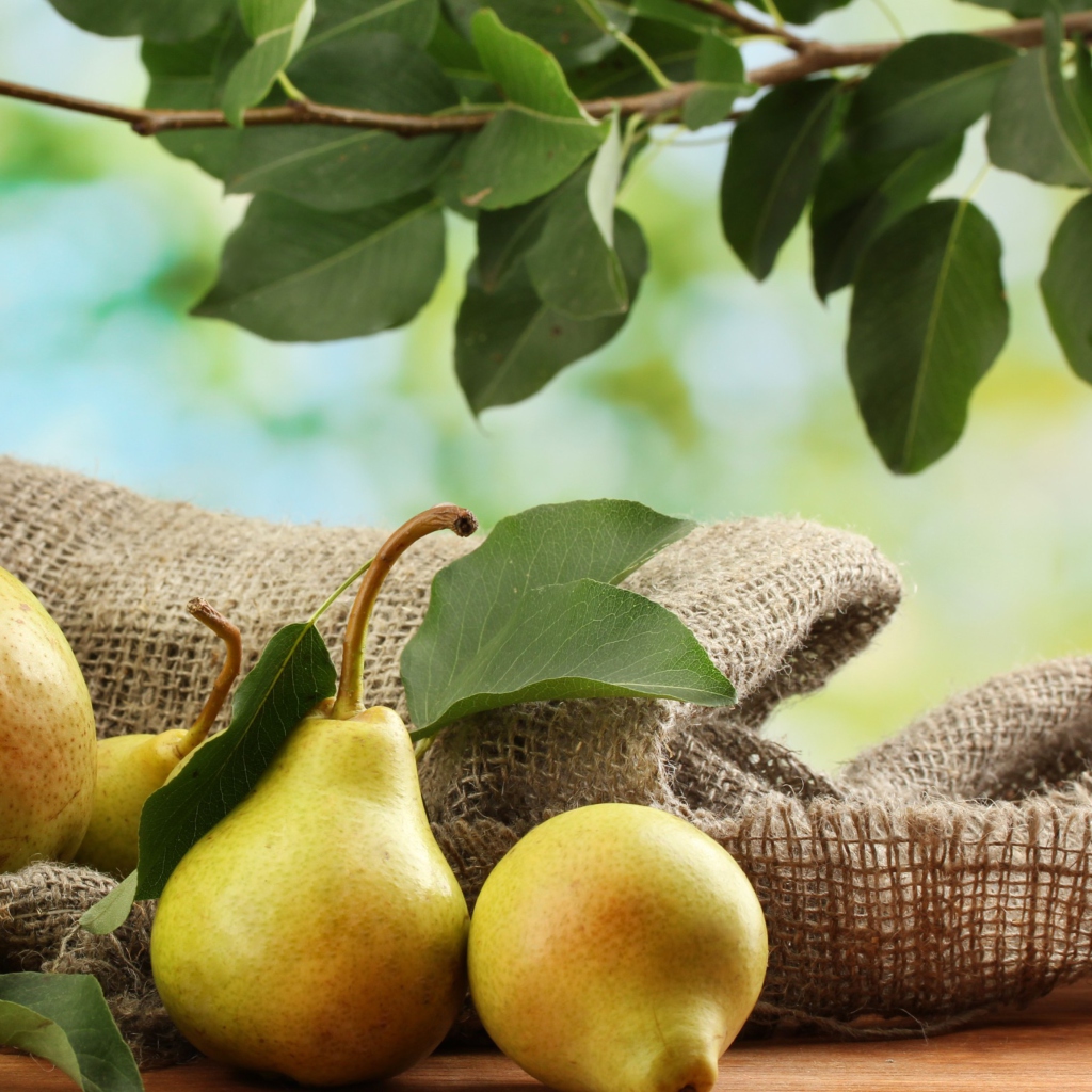 Fresh Pears With Leaves wallpaper 1024x1024