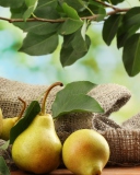 Fresh Pears With Leaves wallpaper 128x160