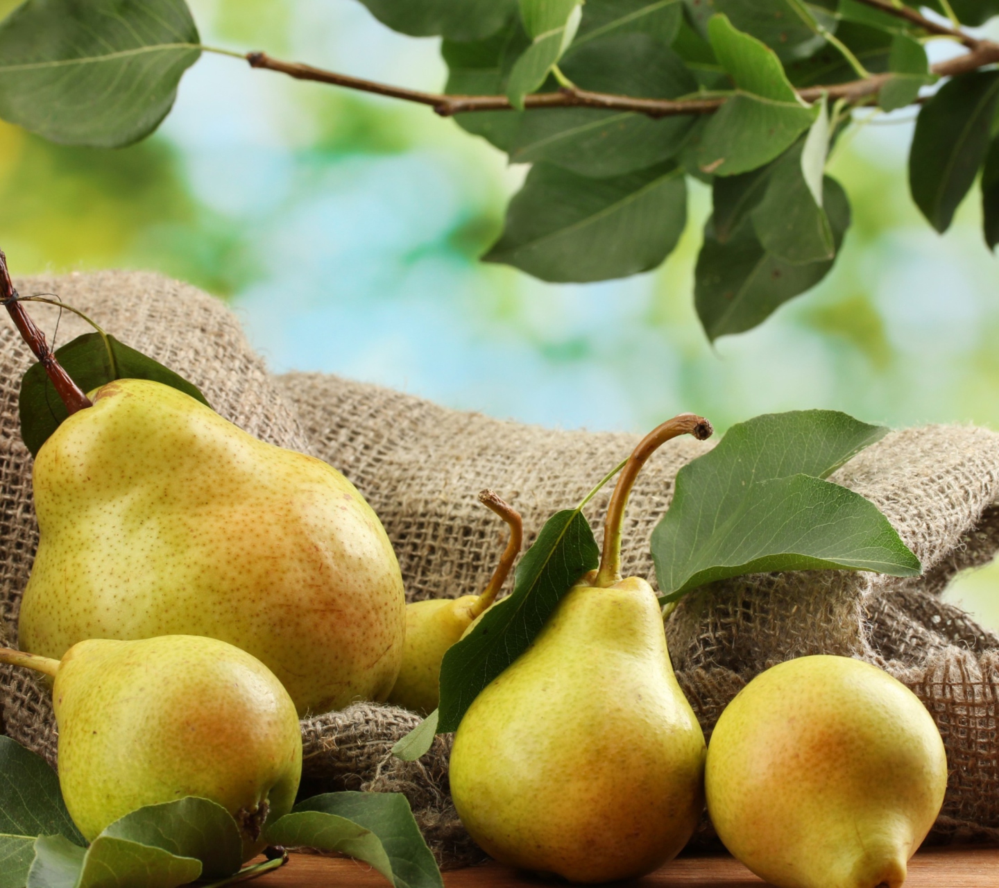 Обои Fresh Pears With Leaves 1440x1280