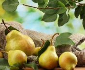 Das Fresh Pears With Leaves Wallpaper 176x144