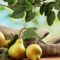 Screenshot №1 pro téma Fresh Pears With Leaves 208x208