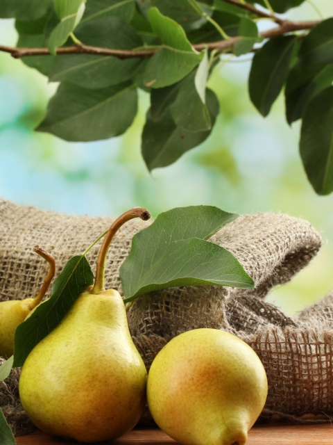 Fresh Pears With Leaves wallpaper 480x640