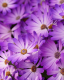 Purple Daisies screenshot #1 128x160