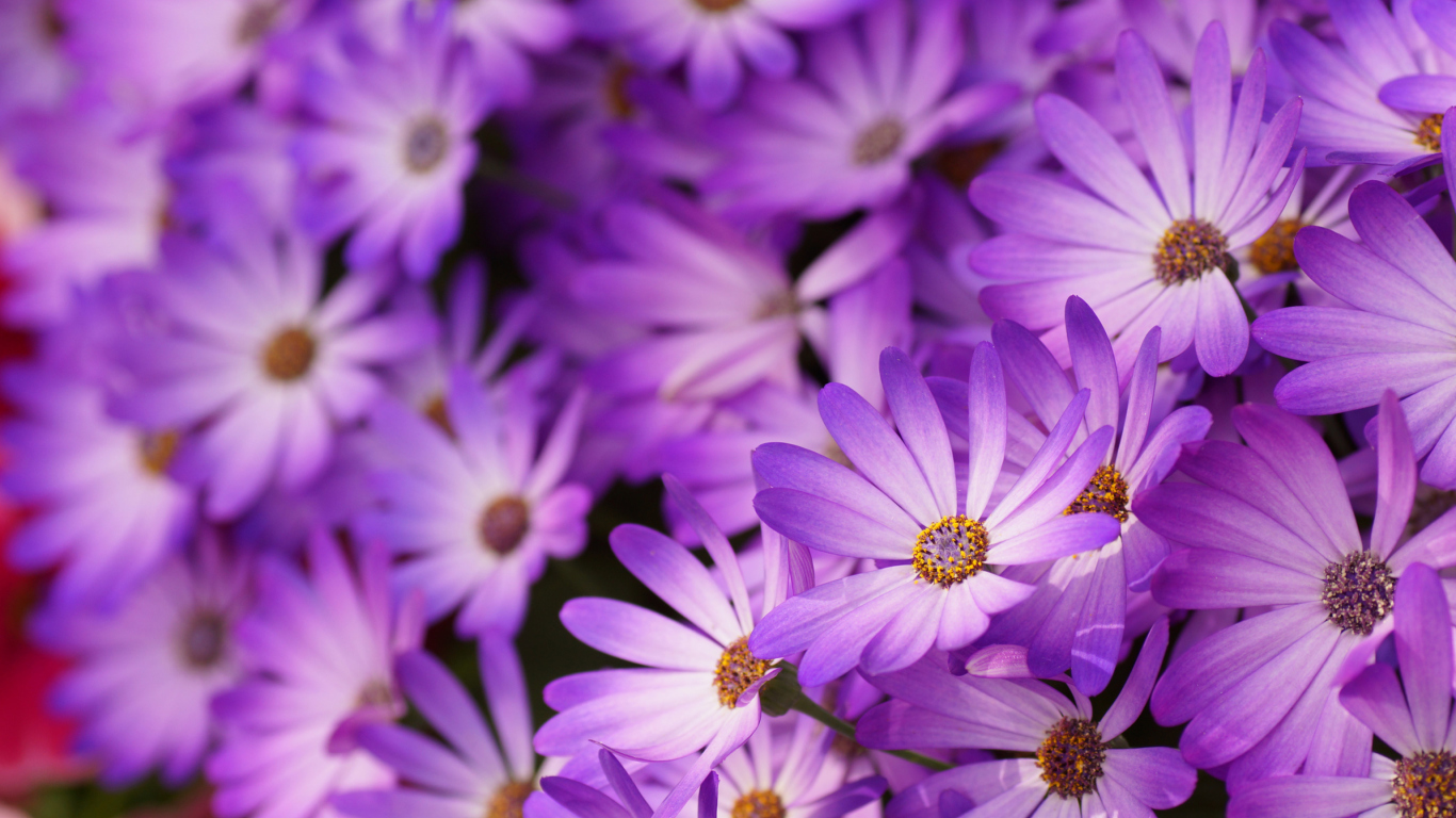 Fondo de pantalla Purple Daisies 1366x768