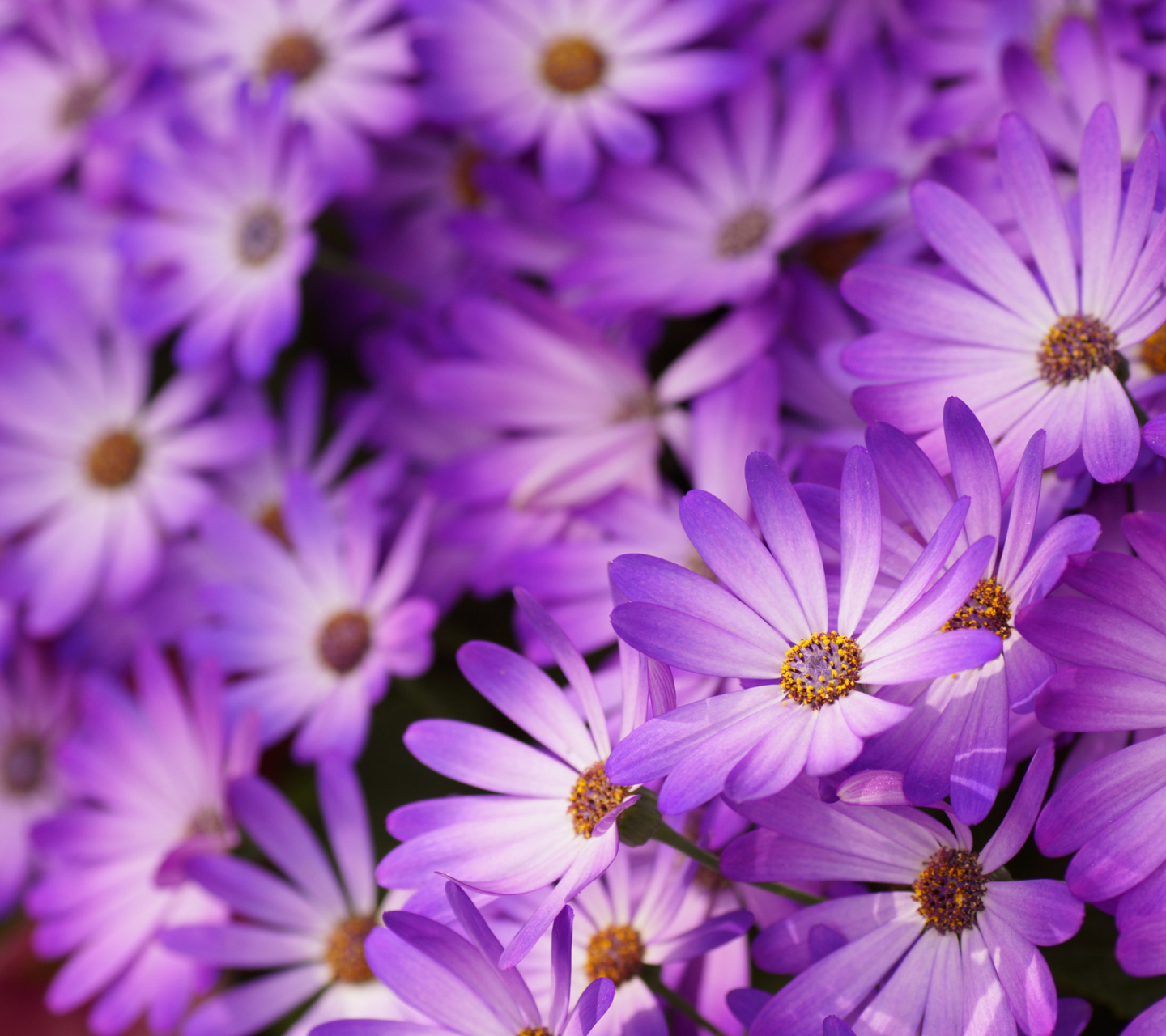 Purple Daisies screenshot #1 1440x1280