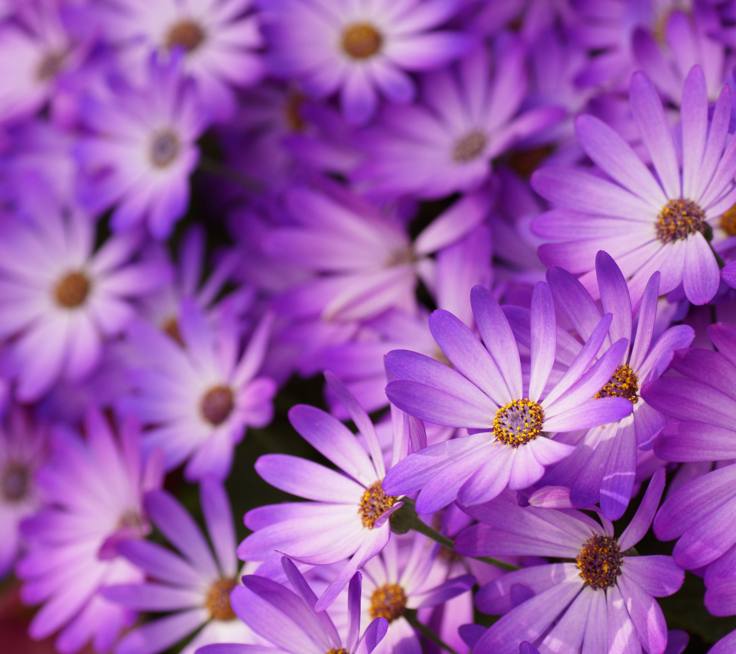 Screenshot №1 pro téma Purple Daisies 1440x1280