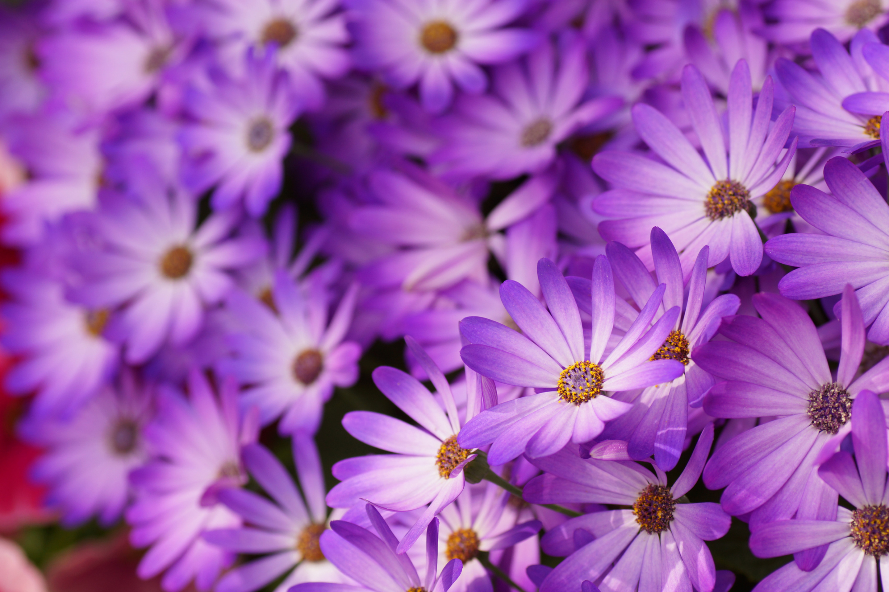 Красивые картинки с цветами для телефона. Перпл цветы. Сиреневые цветы. Фиолетовые цветы. Фиолетовый цвет.
