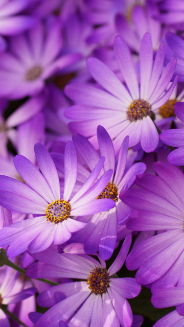 Purple Daisies screenshot #1 360x640