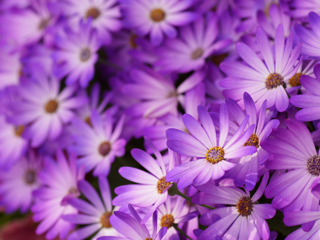 Sfondi Purple Daisies 640x480