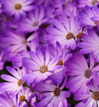 Purple Daisies - Fondos de pantalla gratis para iPad 3