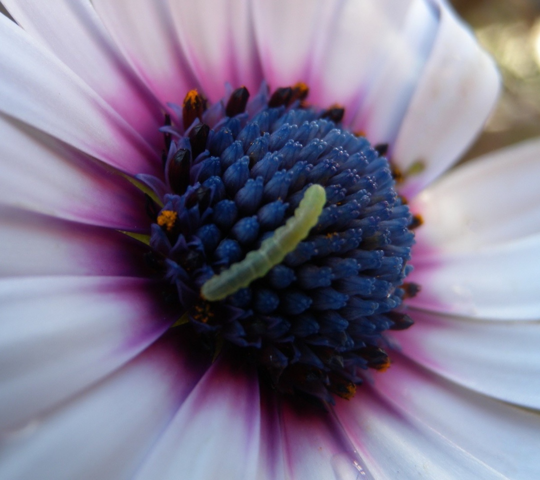 Fondo de pantalla Caterpillar On Flower 1080x960
