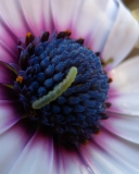 Screenshot №1 pro téma Caterpillar On Flower 128x160