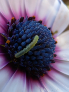 Screenshot №1 pro téma Caterpillar On Flower 240x320
