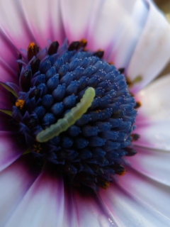 Обои Caterpillar On Flower 240x320