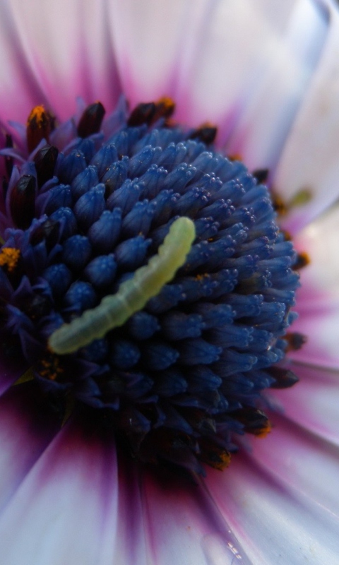 Fondo de pantalla Caterpillar On Flower 480x800