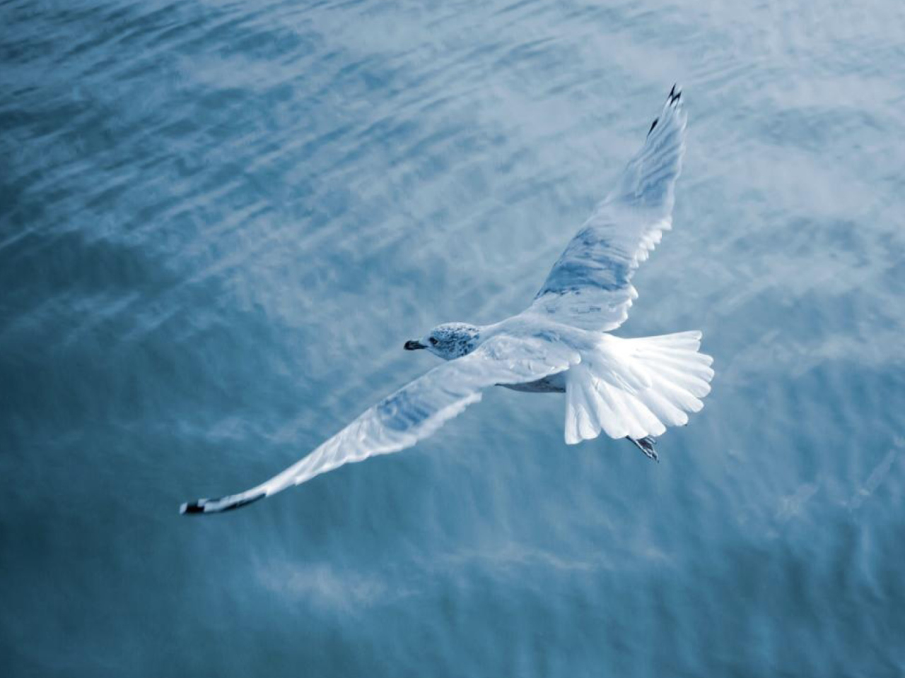 Seagull wallpaper 1280x960