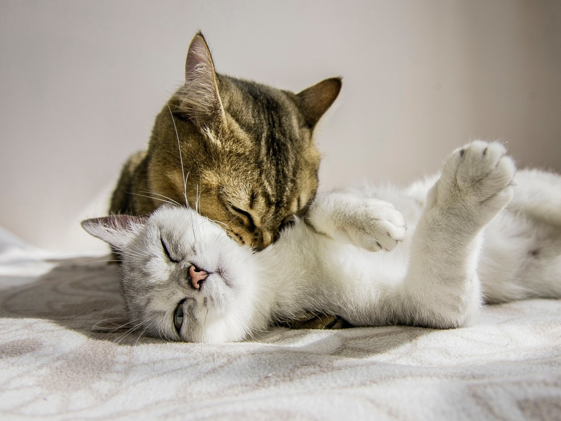 Cat Couple wallpaper 1152x864