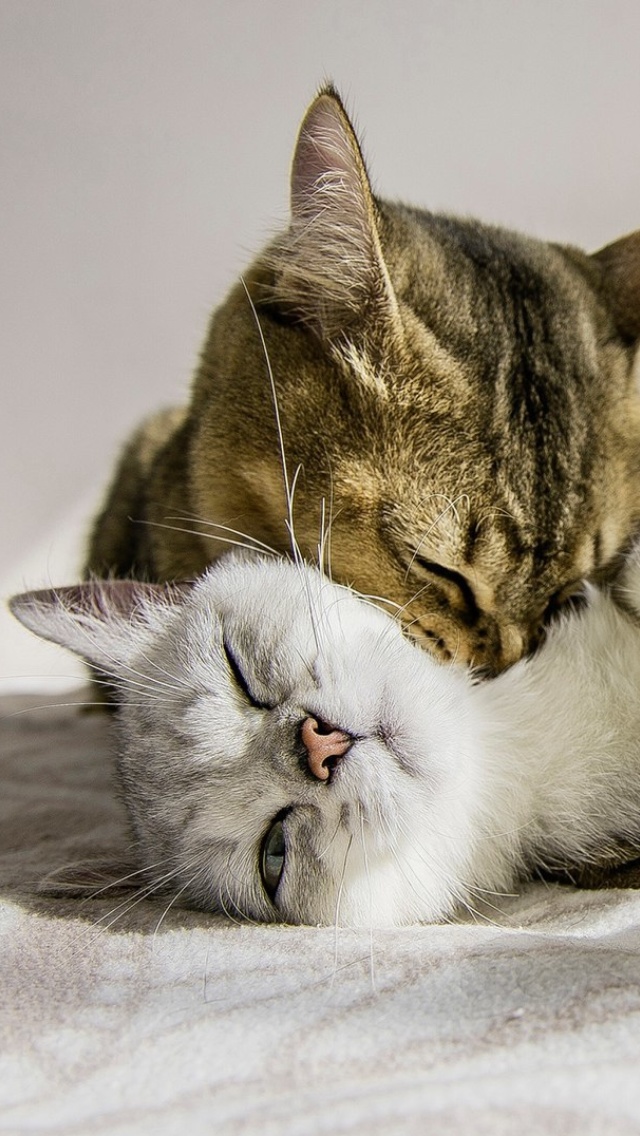 Das Cat Couple Wallpaper 640x1136