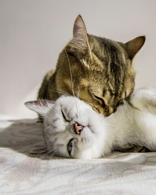 Cat Couple - Obrázkek zdarma pro iPhone 4S