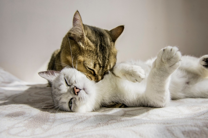 Обои Cat Couple