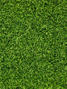 Das Short Green Grass Wallpaper 132x176
