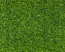 Fondo de pantalla Short Green Grass 220x176