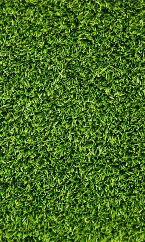 Das Short Green Grass Wallpaper 480x800