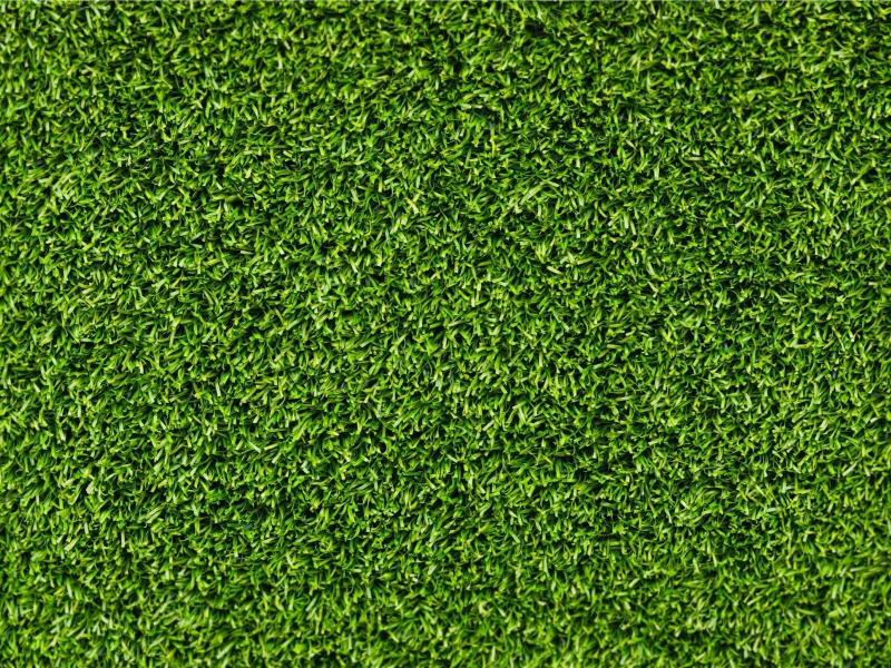 Sfondi Short Green Grass 800x600