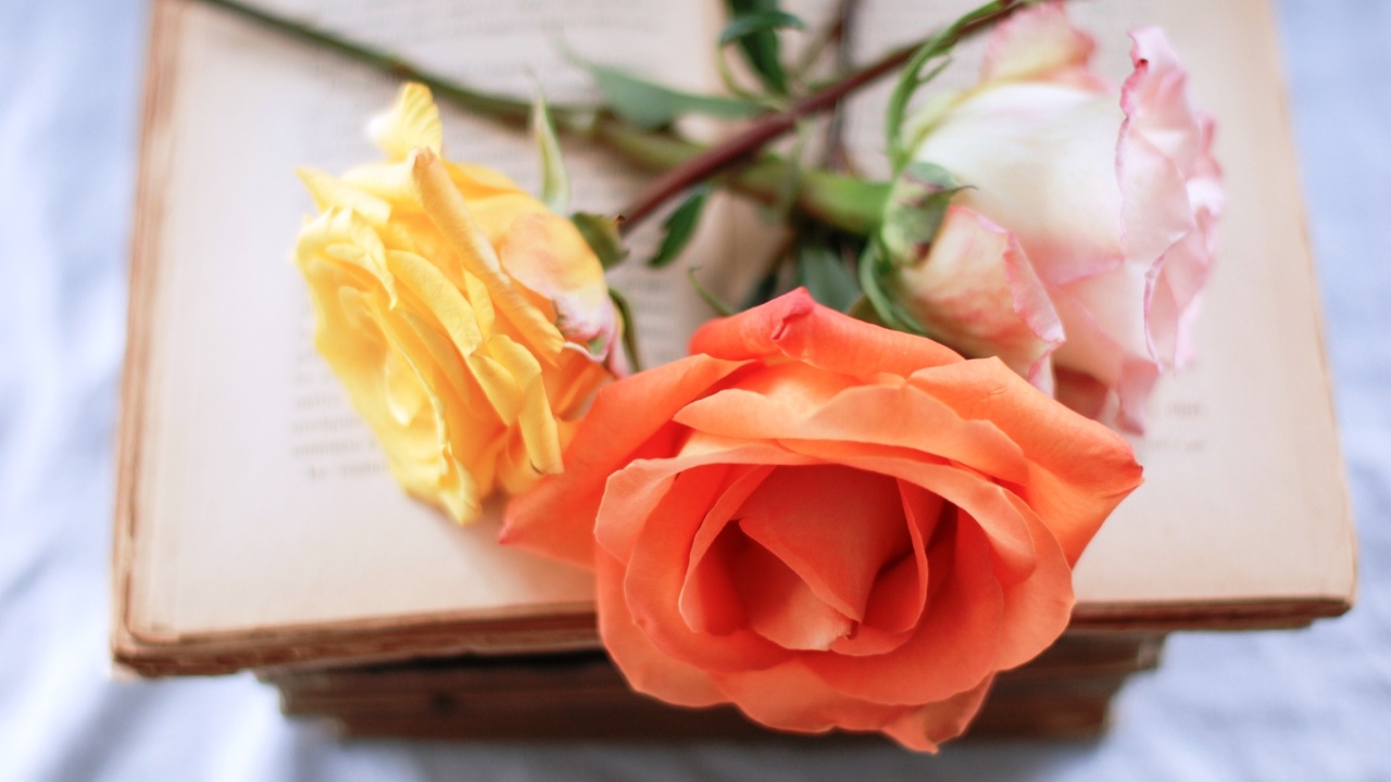 Yellow and Red Roses screenshot #1 1280x720