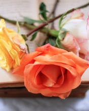 Yellow and Red Roses screenshot #1 176x220