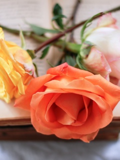 Yellow and Red Roses screenshot #1 240x320