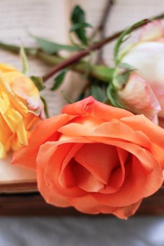 Yellow and Red Roses screenshot #1 320x480