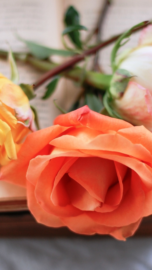 Yellow and Red Roses wallpaper 640x1136