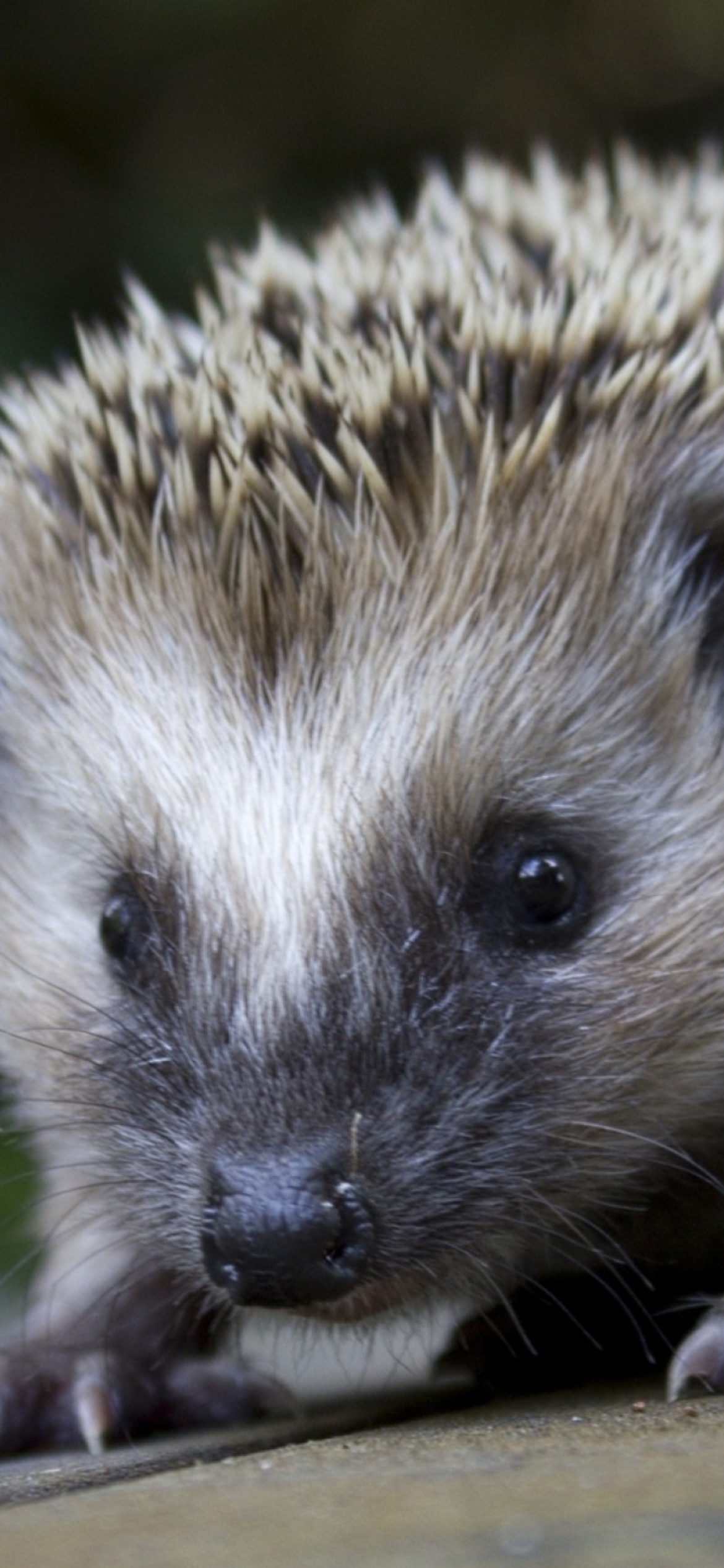 Grey Hedgehog wallpaper 1170x2532