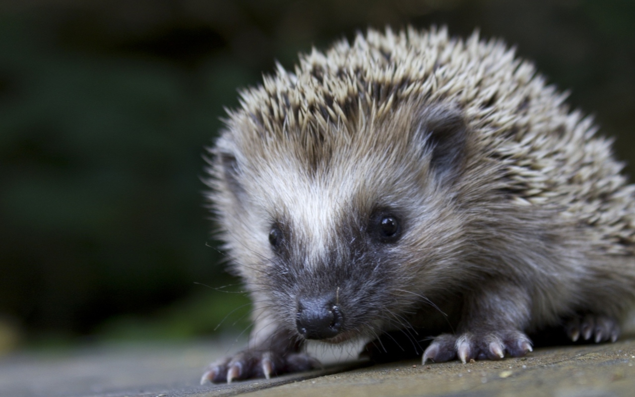 Grey Hedgehog screenshot #1 1280x800