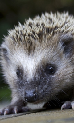 Fondo de pantalla Grey Hedgehog 240x400