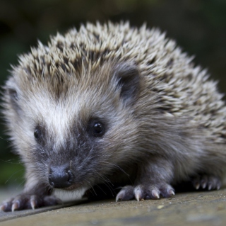 Grey Hedgehog - Obrázkek zdarma pro HP TouchPad