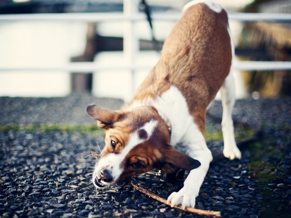 Dog With Stick wallpaper 1152x864