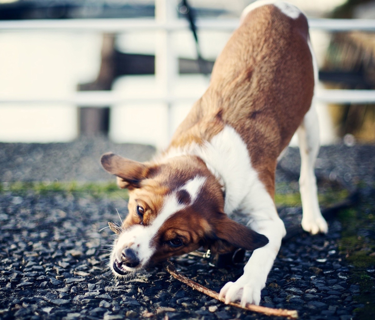 Dog With Stick screenshot #1 1200x1024