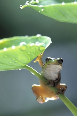 Green Frog wallpaper 320x480