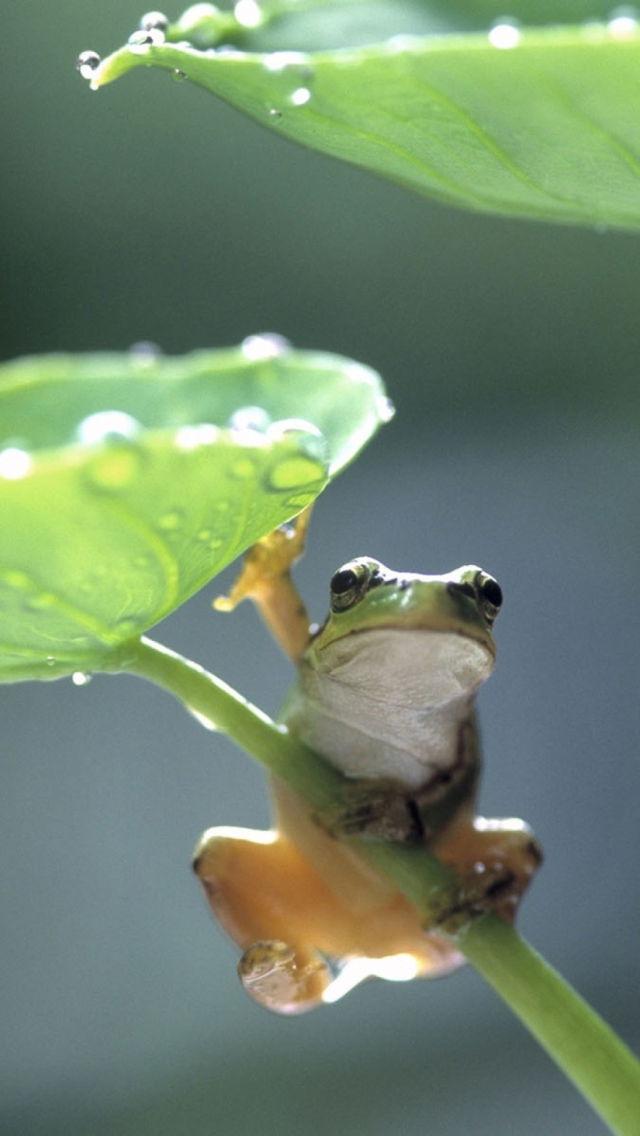 Das Green Frog Wallpaper 640x1136